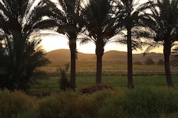 A photograph of palm trees at sunset, with the mounds of Kish in the background, by Ammar Al-Taee, September 2022